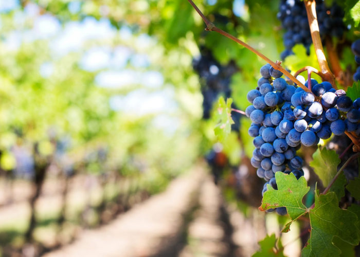 Vinitaly 2018, dalle etichette intelligenti alla realtà aumentata per visitare il vigneto