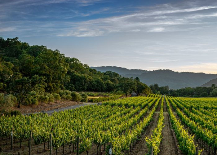 Awaiting autumn, tastings and hospitality in the vineyards