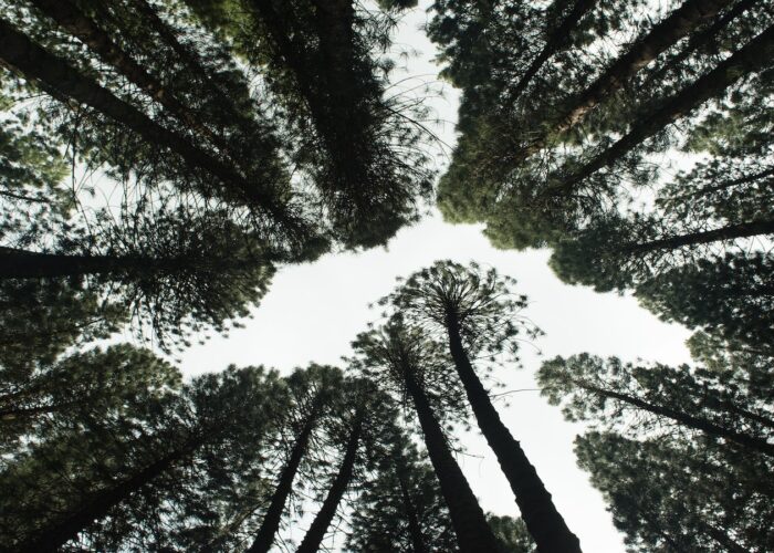 Ripopolare il verde del pianeta, la nuova mission delle aziende sempre più social responsibility