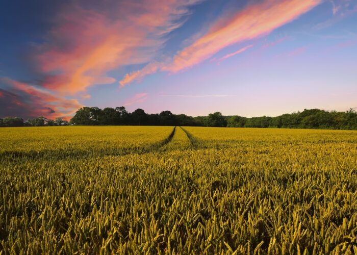 IT e agroalimentare: stalle 4.0 e droni per controllare il tempo della semina e del raccolto