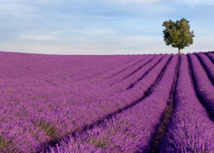 Mappae: sulle rotte delle essenze e dei profumi mediterranei. Dodici itinerari da seguire