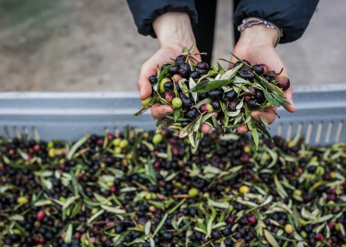 In Umbria è tempo di frangitura, tanti gli eventi culturali ed enogastronomici