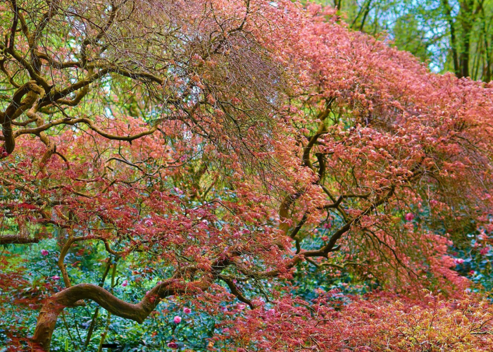 Con la primavera fioriscono e riaprono i giardini italiani