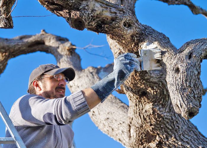 Il campo dei giganti per ricordare la piaga della Xylella in Puglia