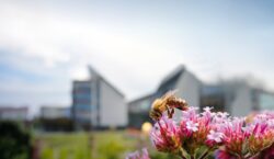 Bee-friendly cities. Urban ecosystems and the indispensable biodiversity
