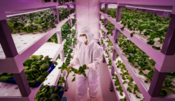 Agricoltura senza suolo: le vertical farm tra promesse e criticità