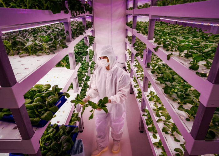 Agricoltura senza suolo: le vertical farm tra promesse e criticità