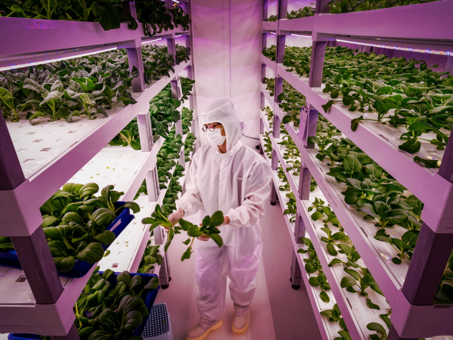 Agricoltura senza suolo: le vertical farm tra promesse e criticità